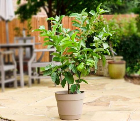 14 Best Fruits To Grow In Pots Fruits For Containers