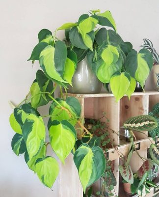 Best Indoor Vines Climbers To Grow Easily In Home