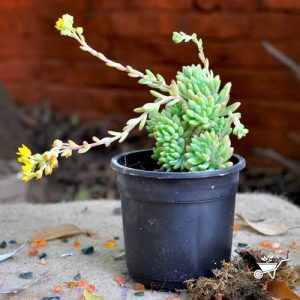 Best Flowering Succulents To Grow Indoors And Outdoors