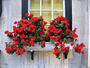 Appealing Cascading Flowers For Window Boxes