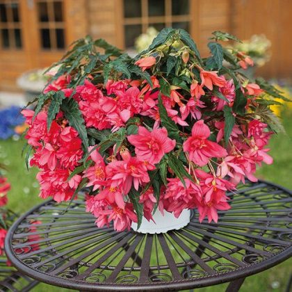 40 Outstanding Begonia Types Varieties To Grow In Shade Indoors