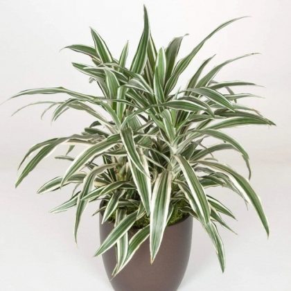 36 Best Dracaena Varieties For Indoors Types Of Dracaena Houseplants