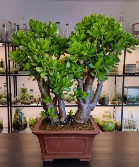 How To Get A Big And Bushy Jade Plant Jade Plant Growing Tips