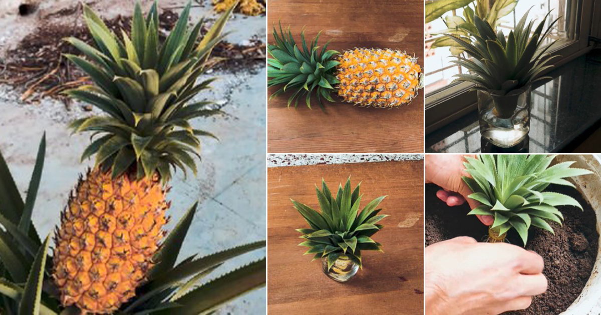 How To Grow Pineapples From A Pineapple At Home With This Easy Hack