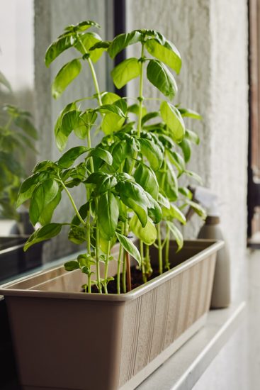 Best Window Box Herbs To Grow Balcony Garden Web