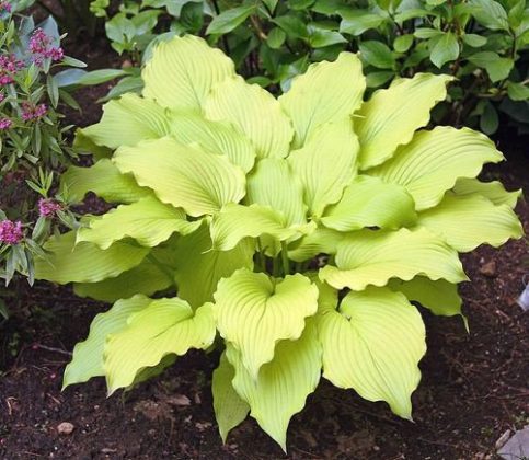 Types Of Hostas Different Hosta Varieties Balcony Garden Web