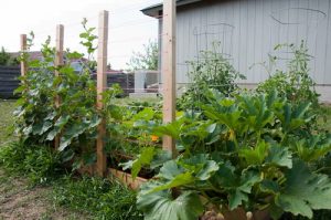 Diy Zucchini Trellis Ideas Balcony Garden Web