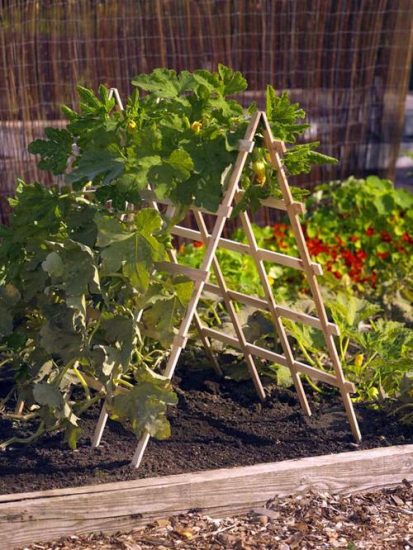 Diy Zucchini Trellis Ideas Balcony Garden Web