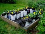 16 Clever Self Watering Hacks Balcony Garden Web