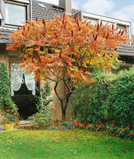 Beautiful Trees With Yellow Foliage Trees With Yellow Fall Leaves