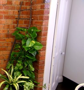 Fantastic Pothos Trellis Ideas You Can Easily Make