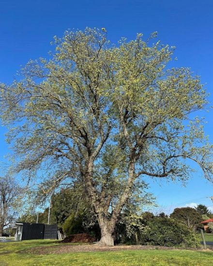 Best Types Of Elm Trees Elm Tree Identification Guide