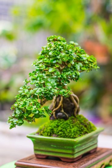 How To Grow A Bonsai On Rocks Bonsai On Rocks Pictures