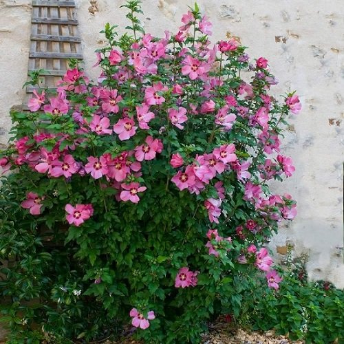 Beautiful Bushes With Pink Flowers Pink Flowering Shrubs