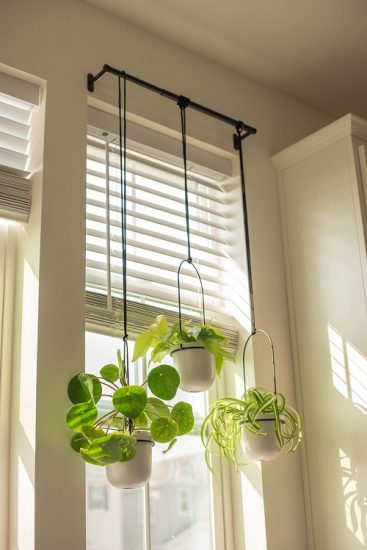 Best Hanging Plants In Front Of Windows Ideas