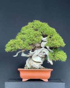 31 Best Shohin Bonsai Tree Pictures Chinese Elm Shohin Bonsai