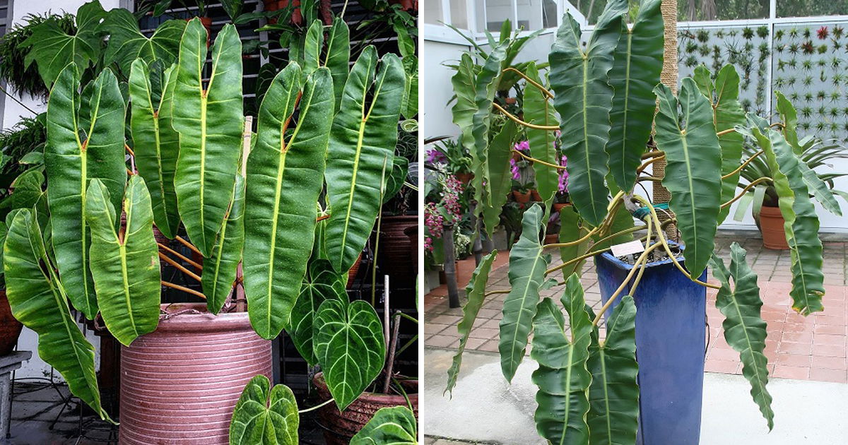 Philodendron Atabapoense Vs Billietiae Top Differences