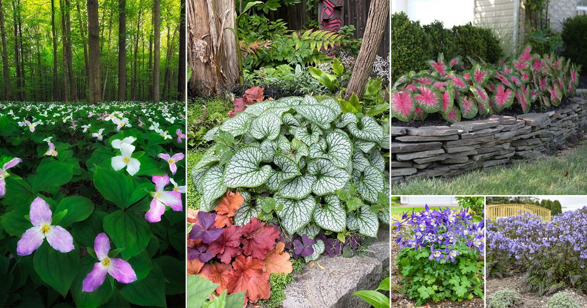 Outdoor Plants That Grow Without Sunlight