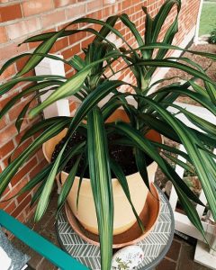 Dracaena Angustifolia Care And Growing Information