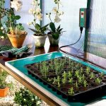 Expert Tricks To Germinate Seeds Faster Balcony Garden Web