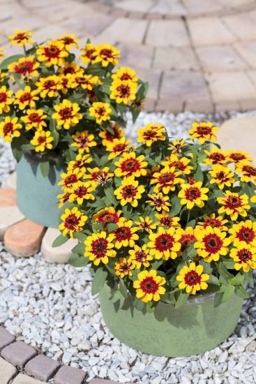 Growing Zinnias In Pots Zinnia Plant Care Balcony Garden Web