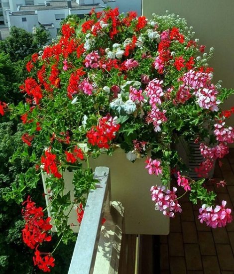 18 Best Vines And Climbers For Balcony And Patio