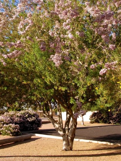 13 Beautiful Trees With Blue Flowers Balcony Garden Web