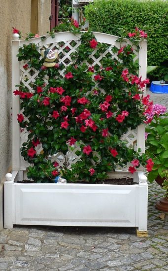 20 Super Cool Mandevilla Trellis Ideas Trellis For Mandevilla Plant