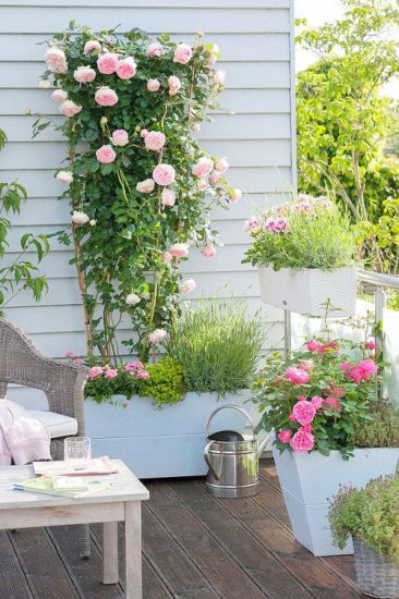 18 Best Vines And Climbers For Balcony And Patio