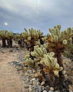 Jumping Cholla Cactus Facts And Growing Information