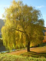 Best Types Of Pussy Willow Balcony Garden Web