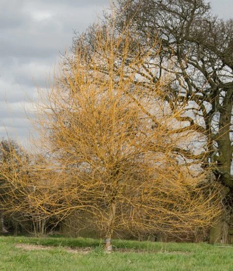 Best Types Of Pussy Willow Balcony Garden Web