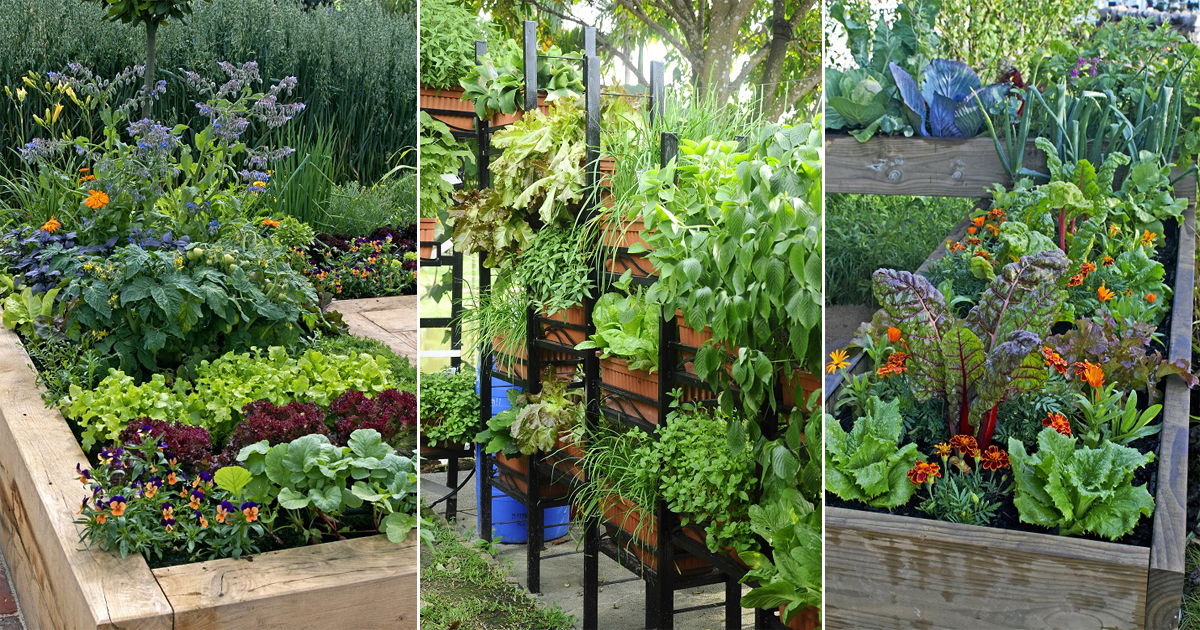 Great Tips For Starting A Kitchen Garden Every Beginner Should Know