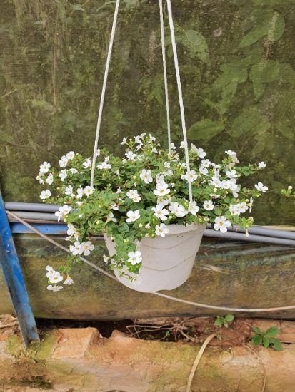 Hermosas Flores Colgantes Para Cestas Colgantes Thuy San Plus