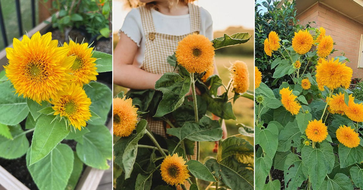 How To Grow Teddy Bear Sunflowers Balcony Garden Web