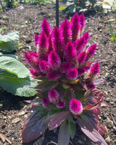 How To Grow Celosia Growing And Planting Guide