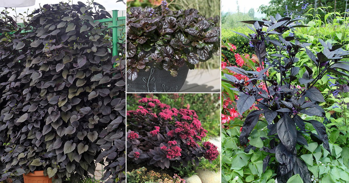 14 Stunning Black Foliage Vines And Climbers Balcony Garden Web