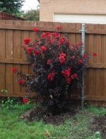 Stunning Black Foliage Vines And Climbers Balcony Garden Web