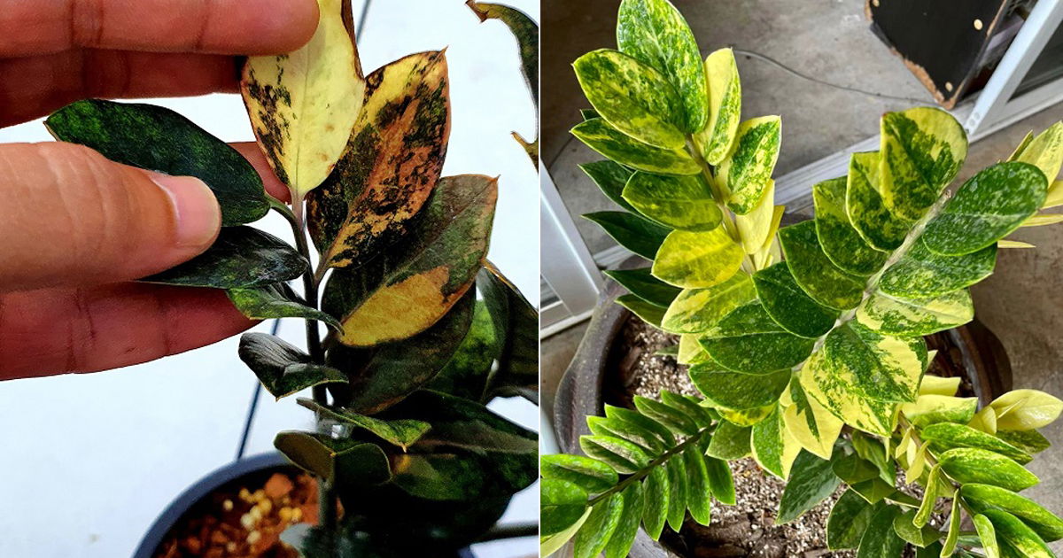 5 Beautiful Variegated ZZ Plant Varieties