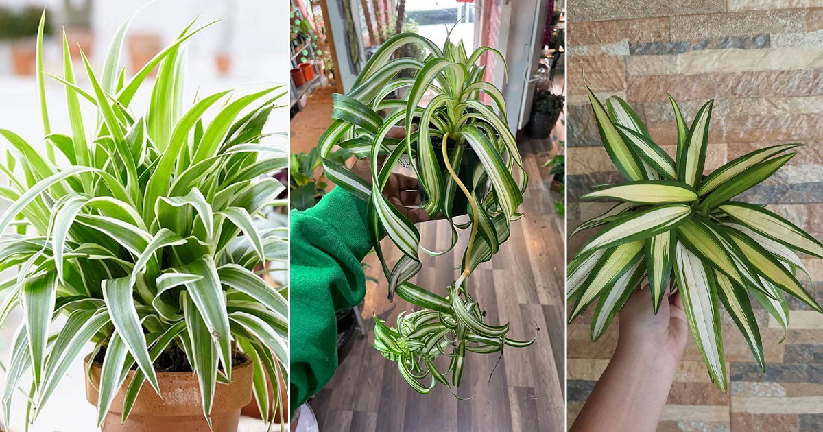 Gorgeous Variegated Spider Plants You Can Grow Balcony Garden Web