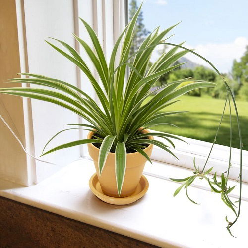 Gorgeous Variegated Spider Plants You Can Grow Balcony Garden Web