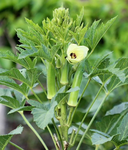 25 Different Okra Color Varieties Balcony Garden Web