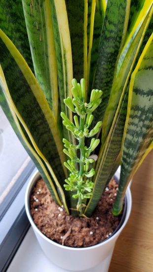 Snake Plant Flower Meaning And Symbolism Balcony Garden Web