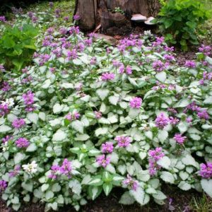 Flowers That Grow Without Sunlight Balcony Garden Web