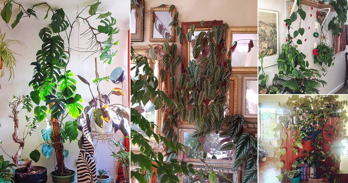 Beautiful Indoor Vines That Give Jungle Vibes