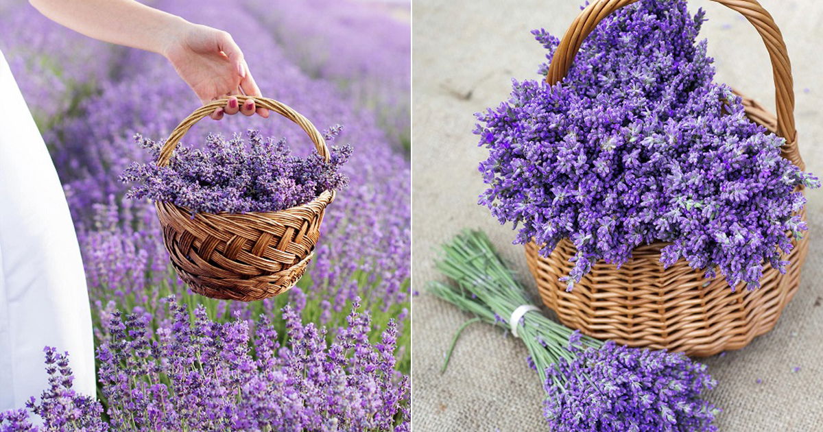 Lavender Flower Meaning And Symbolism Balcony Garden Web