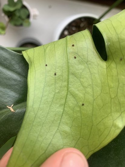 Do Indoor Plants Attract Bugs Balcony Garden Web