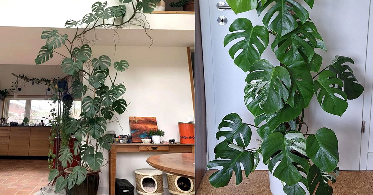 How To Train Monstera To Climb Walls Like A Pro Balcony Garden Web