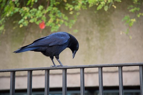How to Invite Birds on Balcony Garden