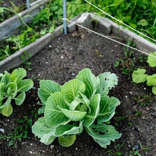 Shade-Growing Vegetables